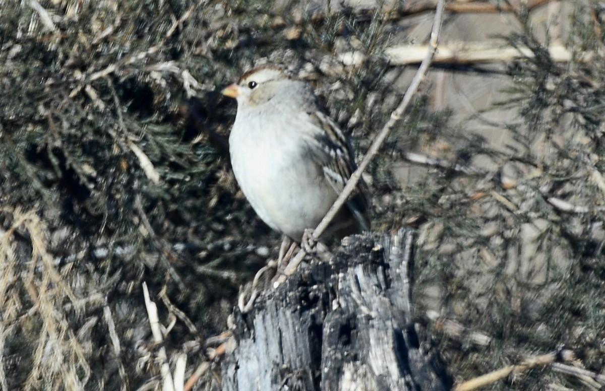 White-crowned Sparrow - Randy Bodkins