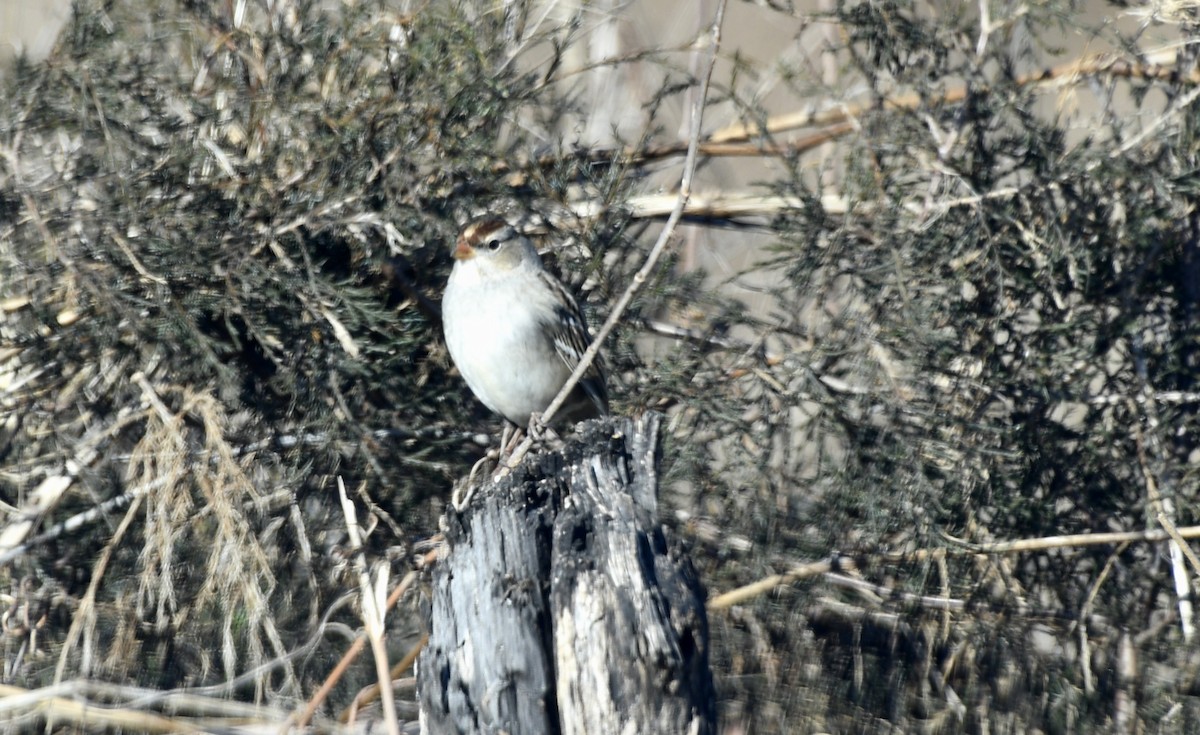 Bruant à couronne blanche - ML297434741