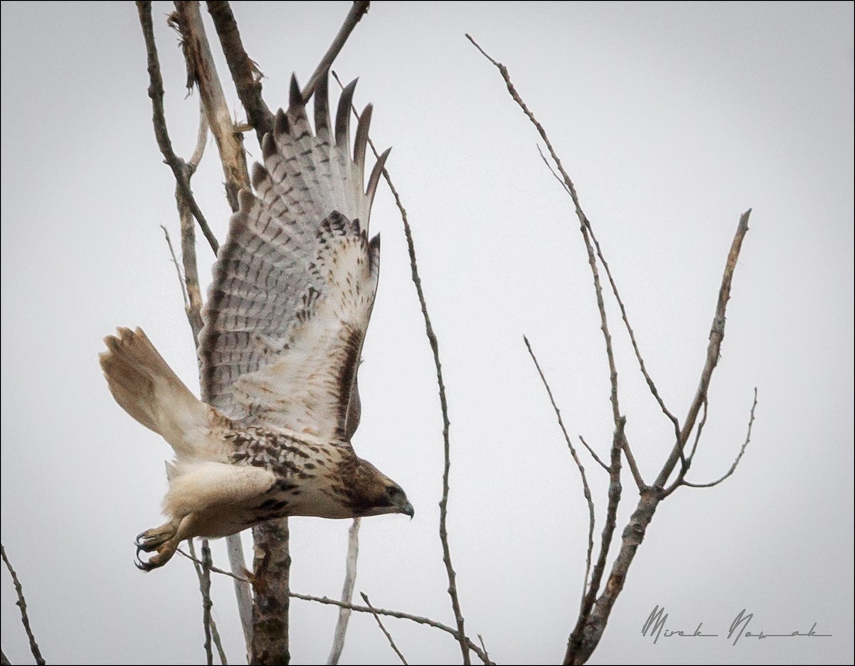 Red-tailed Hawk - ML297436851