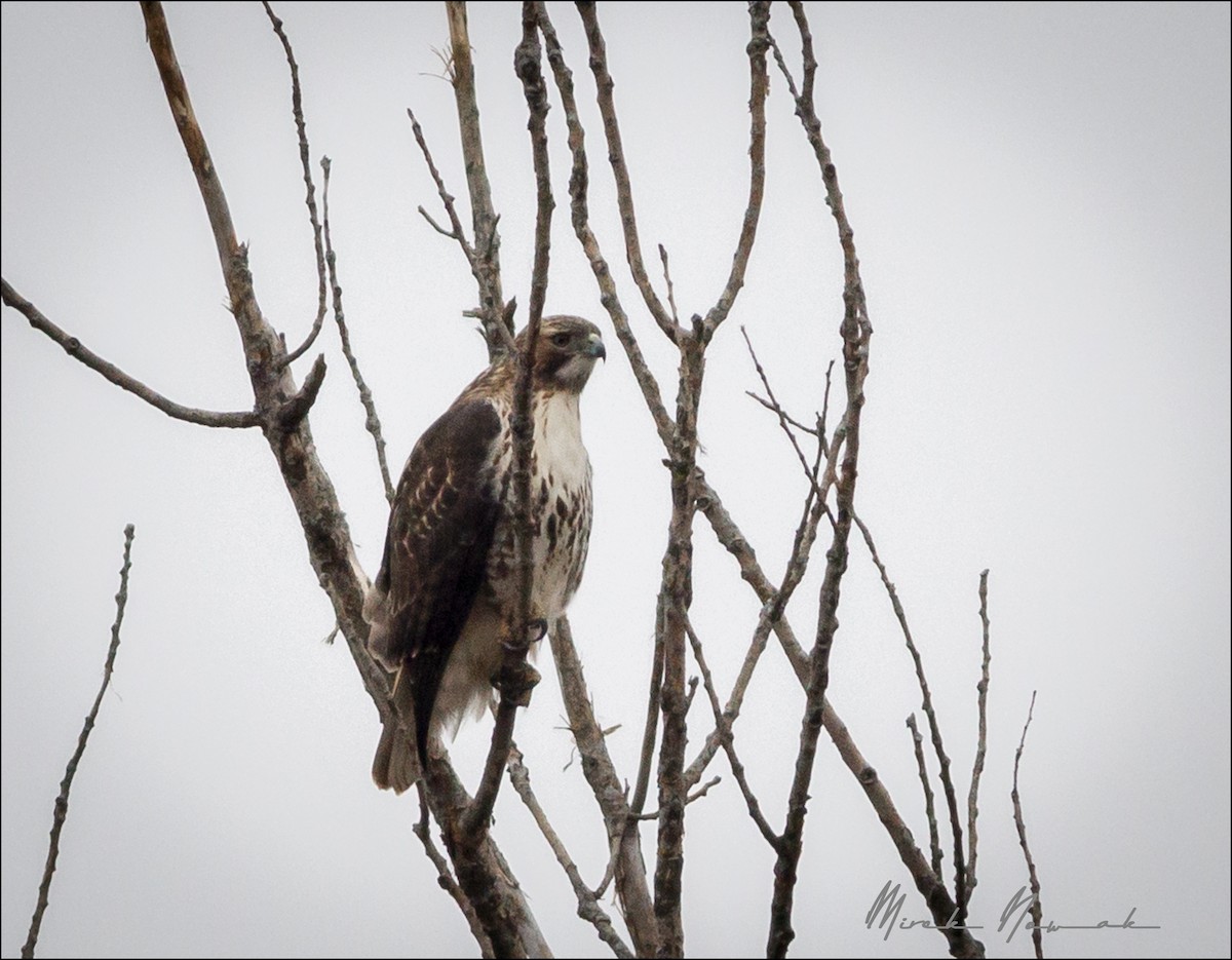 Red-tailed Hawk - ML297436861
