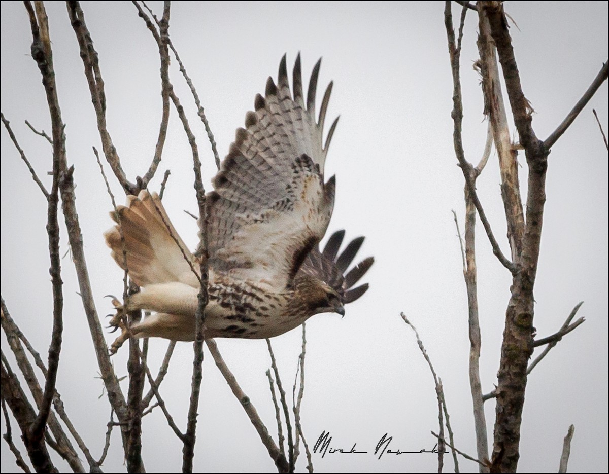 Red-tailed Hawk - ML297436871