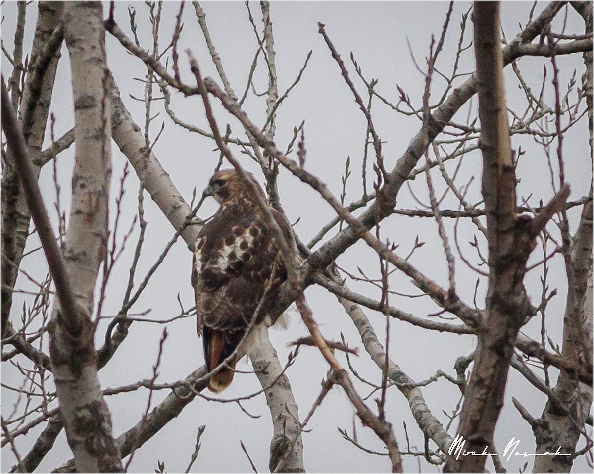 Red-tailed Hawk - ML297436881