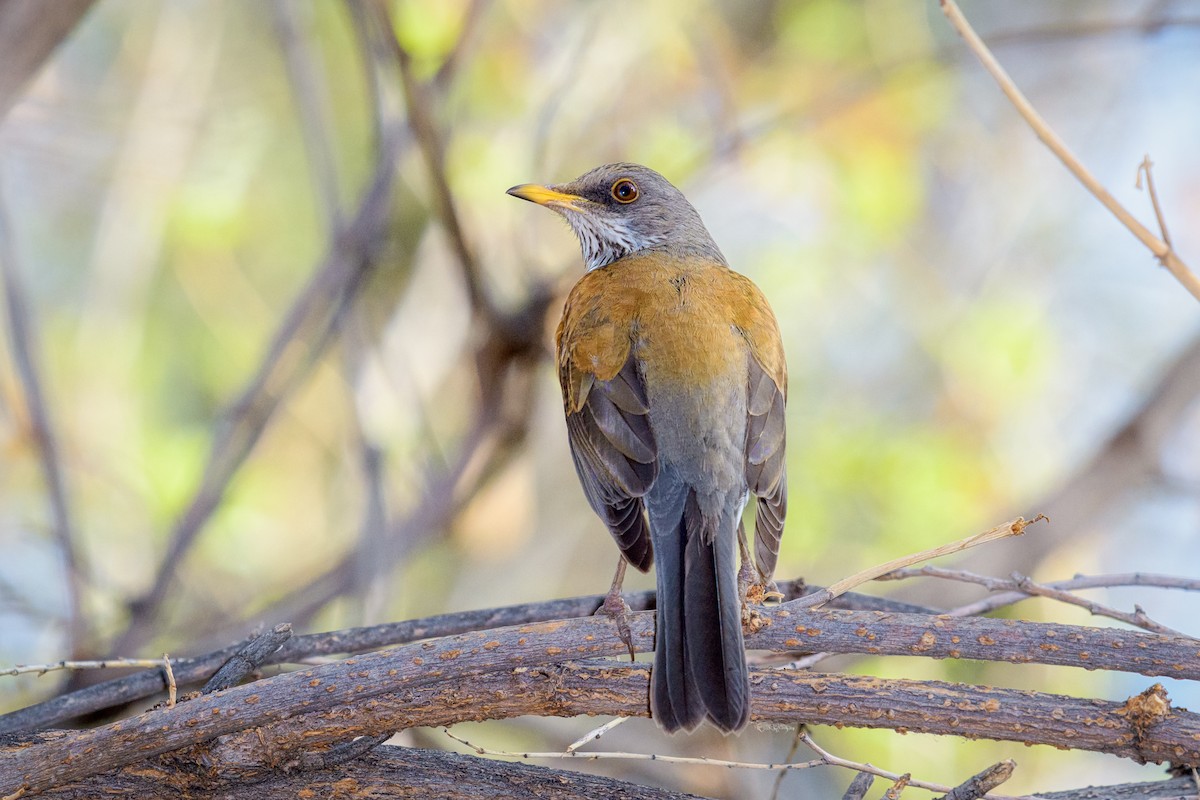 Rufous-backed Robin - Michael Smith