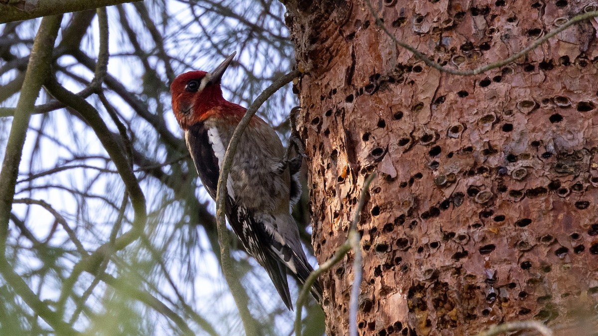 Red-breasted Sapsucker - ML297438021
