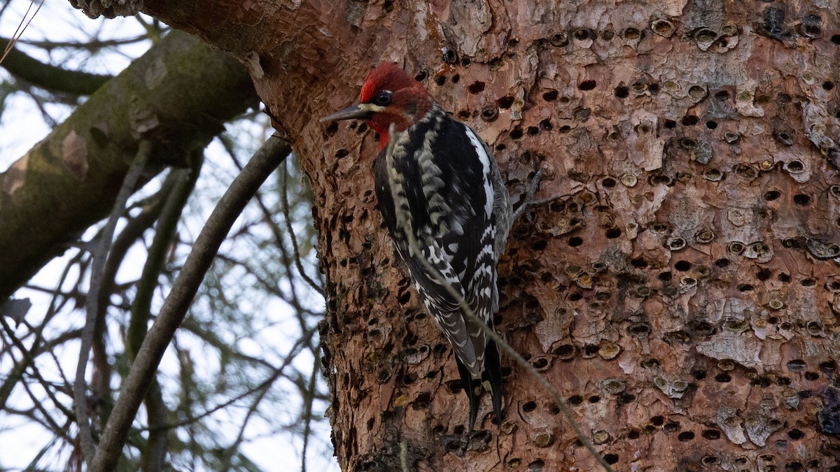 Red-breasted Sapsucker - ML297438031