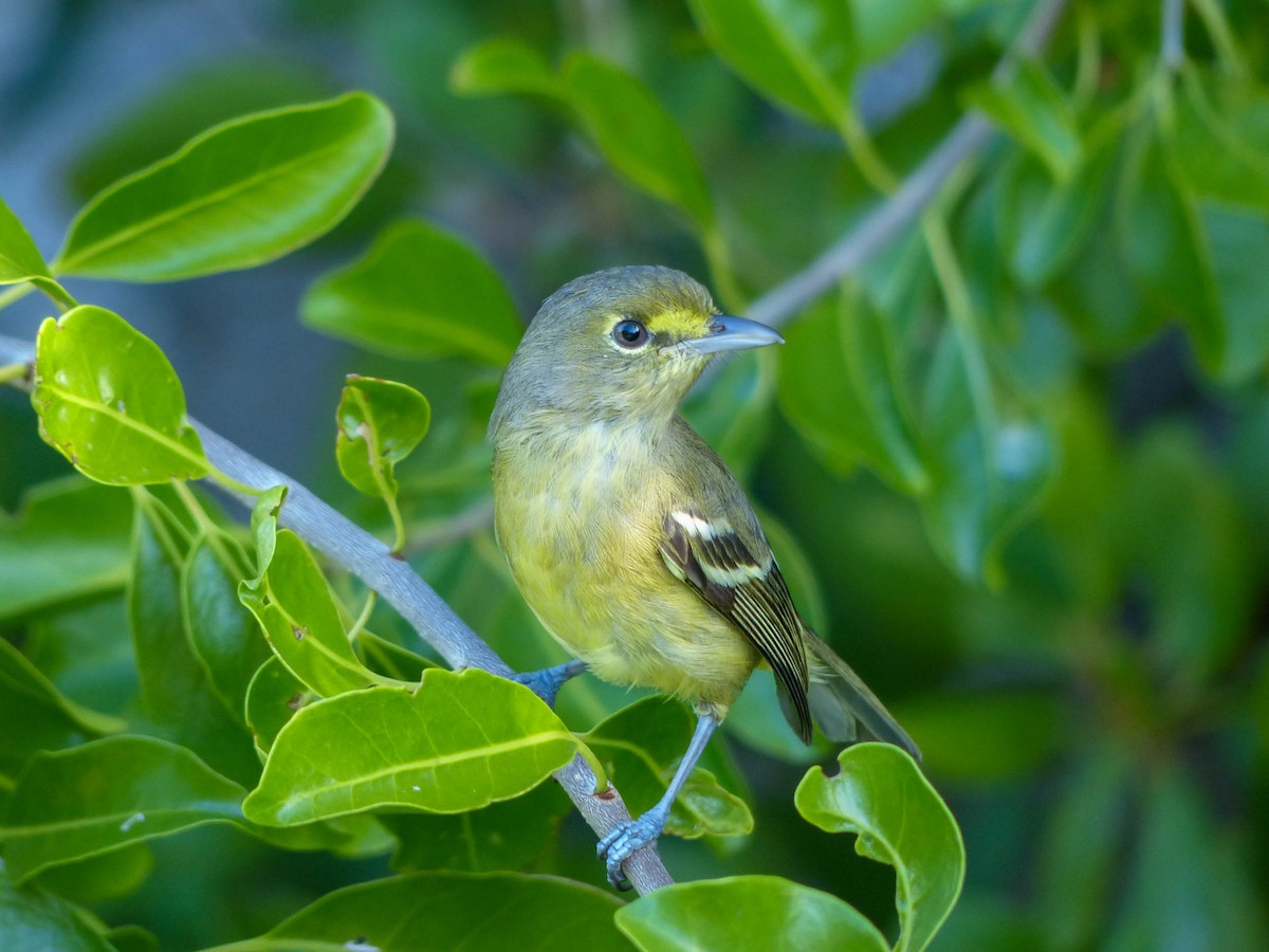 Thick-billed Vireo - Michele Kelly