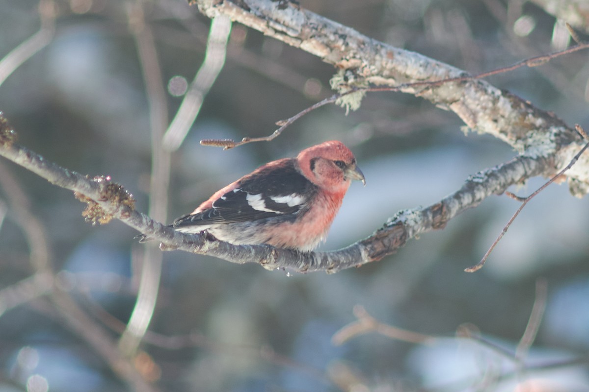 White-winged Crossbill - Ivan Wiljanen