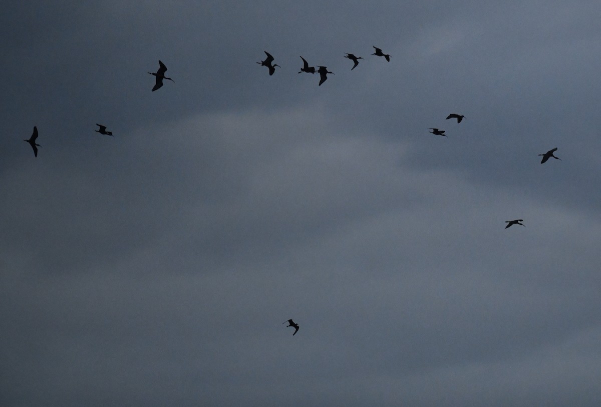 Glossy Ibis - ML297439851