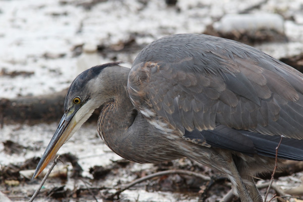Great Blue Heron - ML297439991