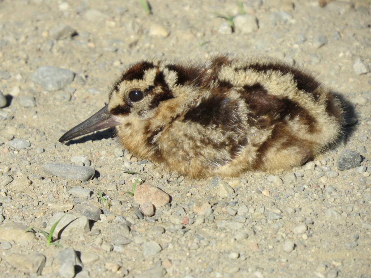 American Woodcock - ML29744001
