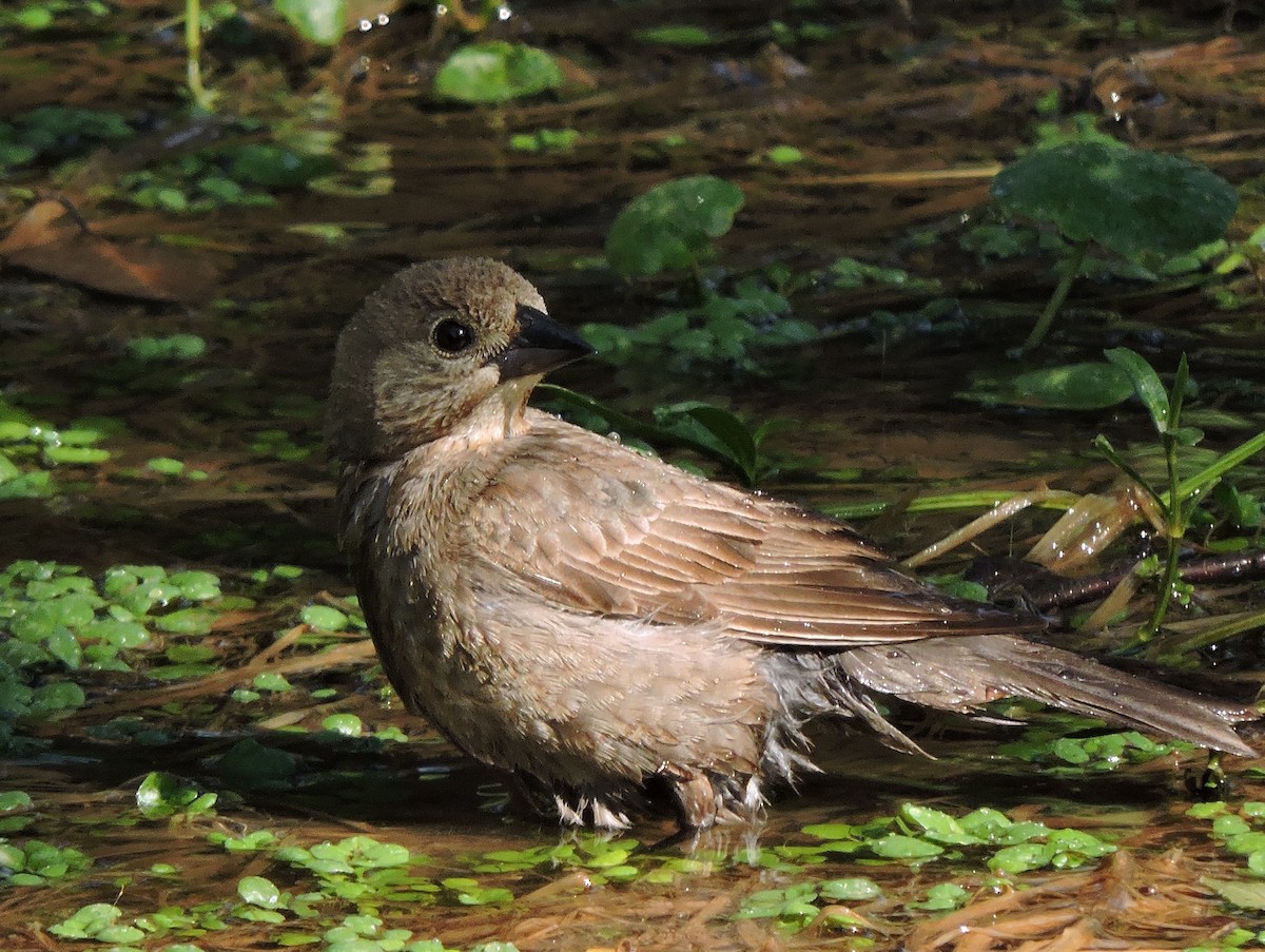 Brown-headed Cowbird - ML29744201