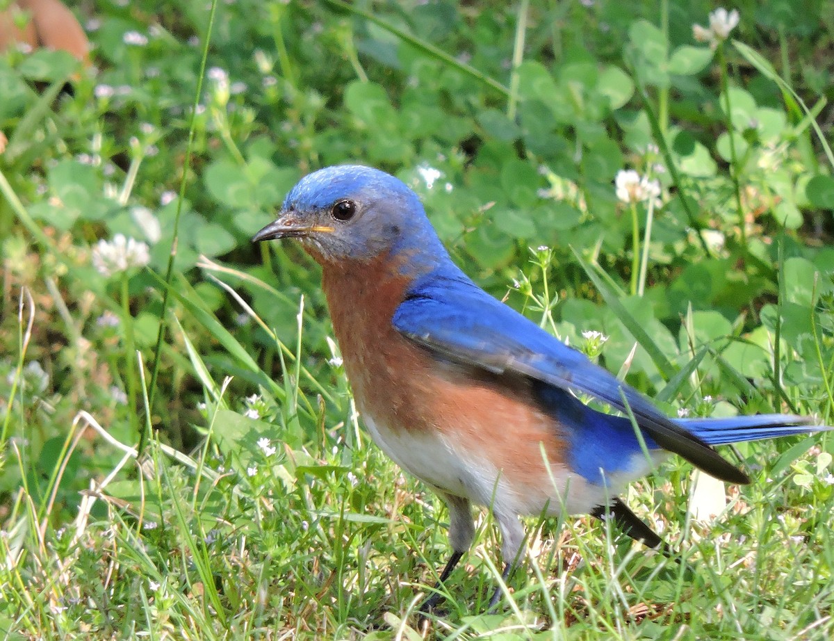 Eastern Bluebird - ML29744241