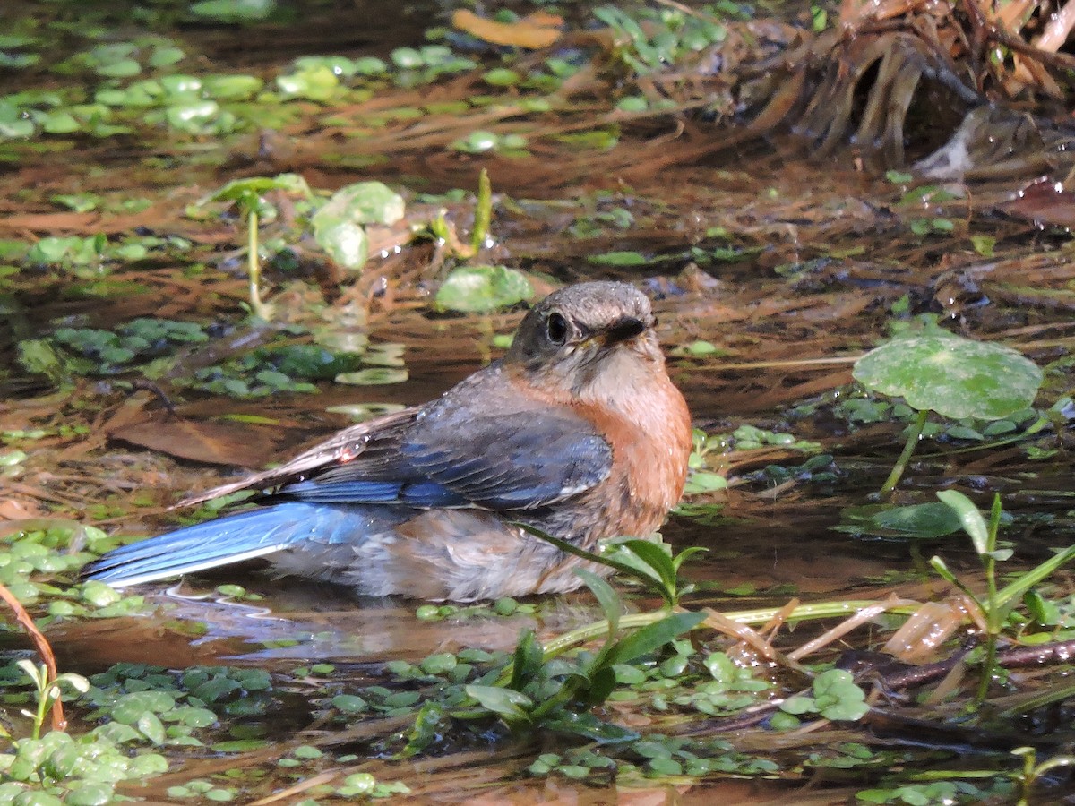 Eastern Bluebird - ML29744251