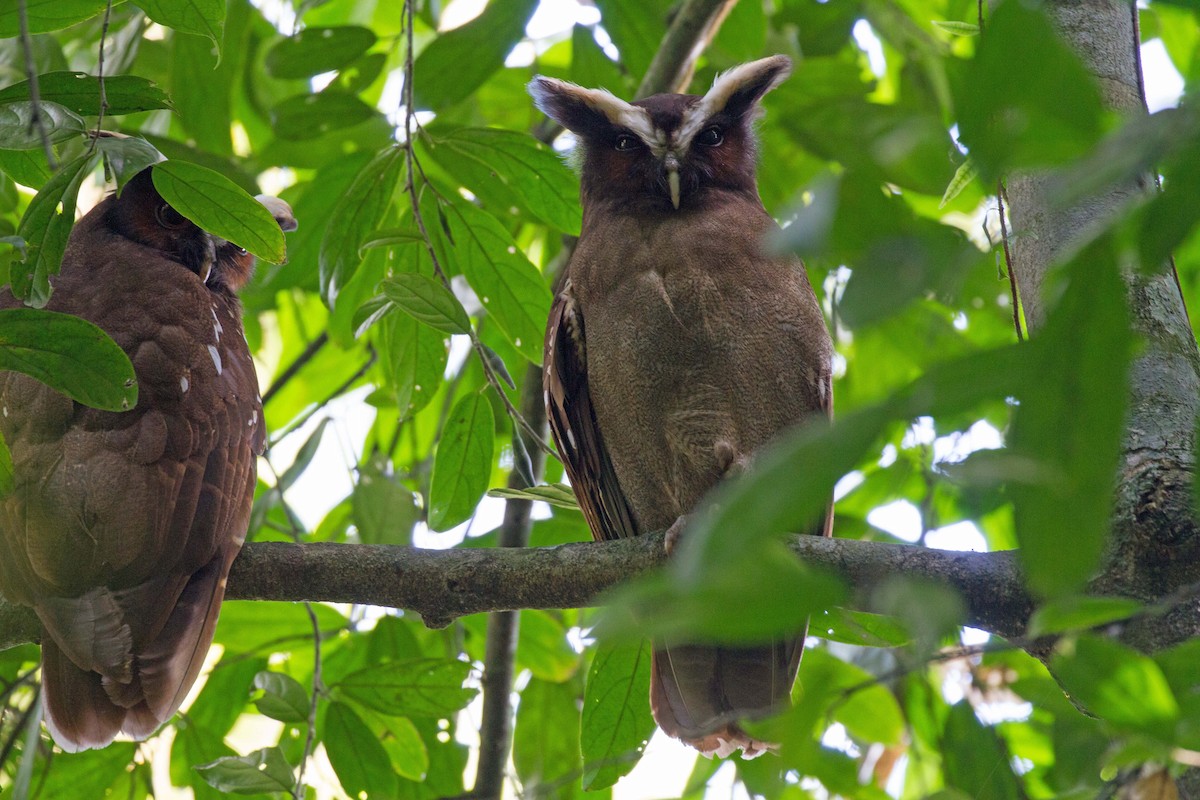 Crested Owl - ML297442741