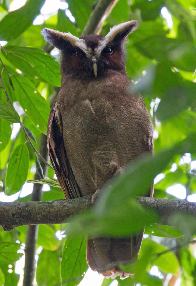 Crested Owl - ML297442761