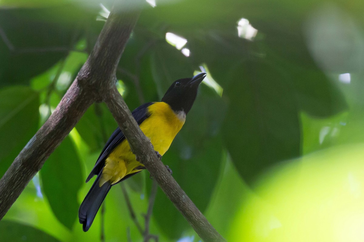 Black-throated Shrike-Tanager - Linda Widdop