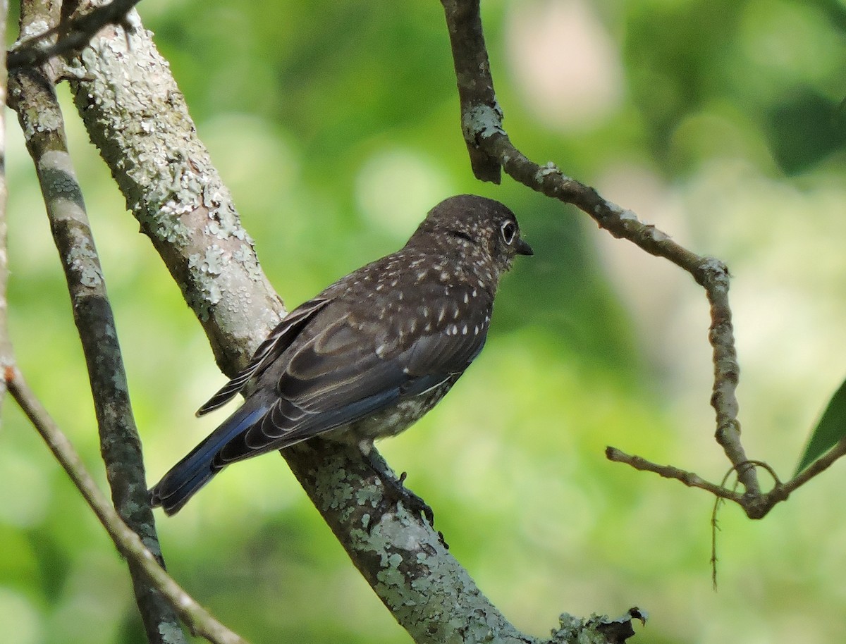 Eastern Bluebird - ML29744291