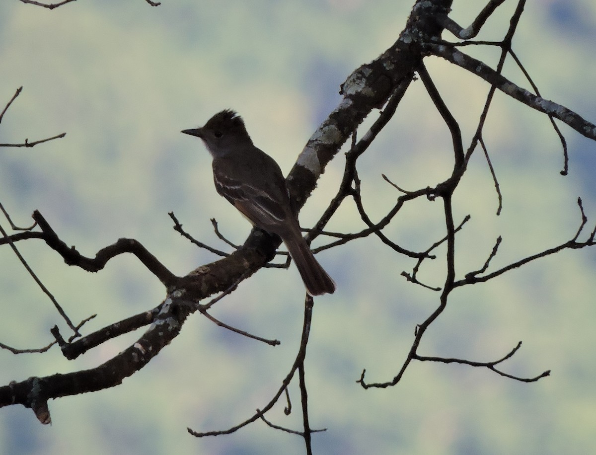 Great Crested Flycatcher - ML29744331