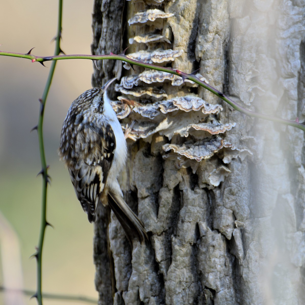 Brown Creeper - Mark Horning