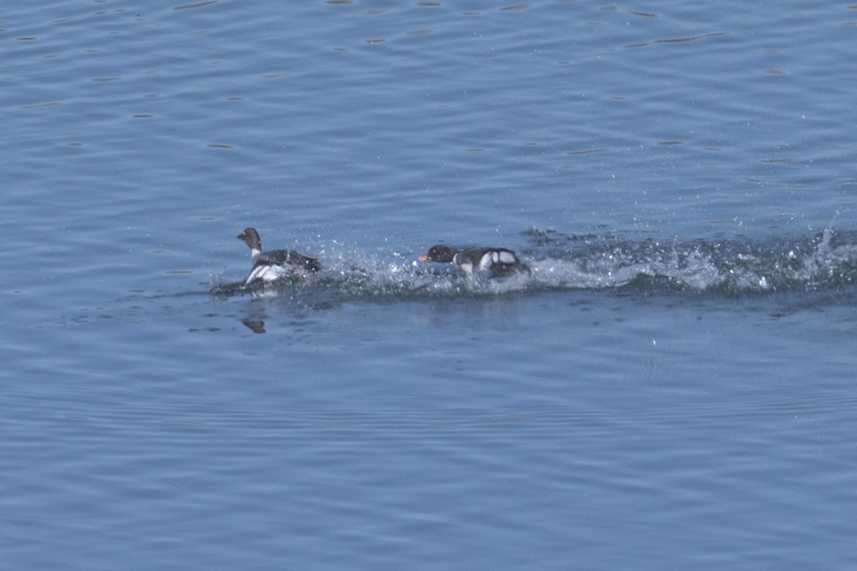 Barrow's Goldeneye - ML297443791