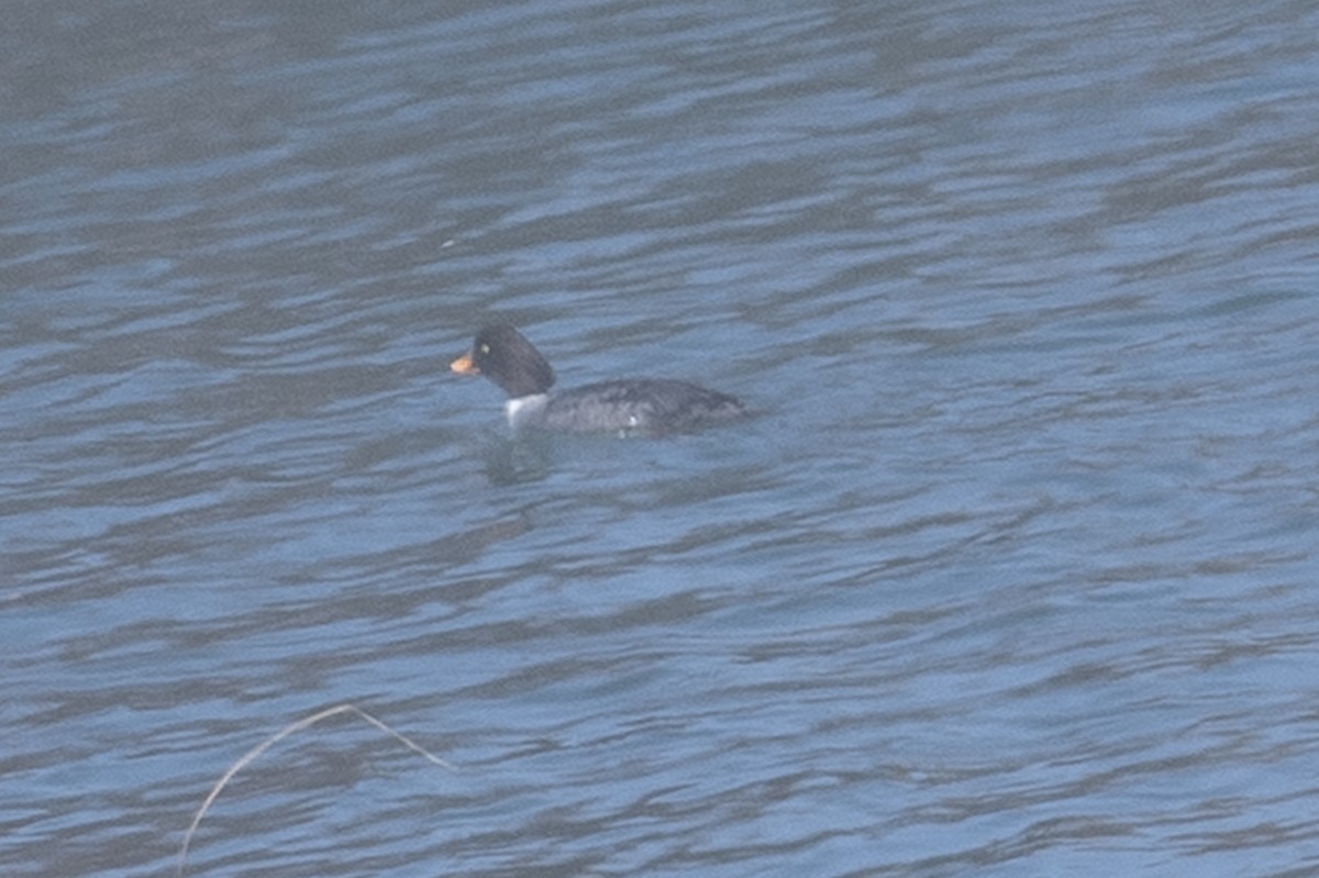 Barrow's Goldeneye - ML297443801