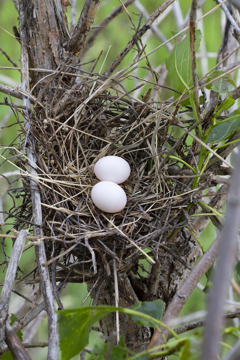 Mourning Dove - Kristof Zyskowski