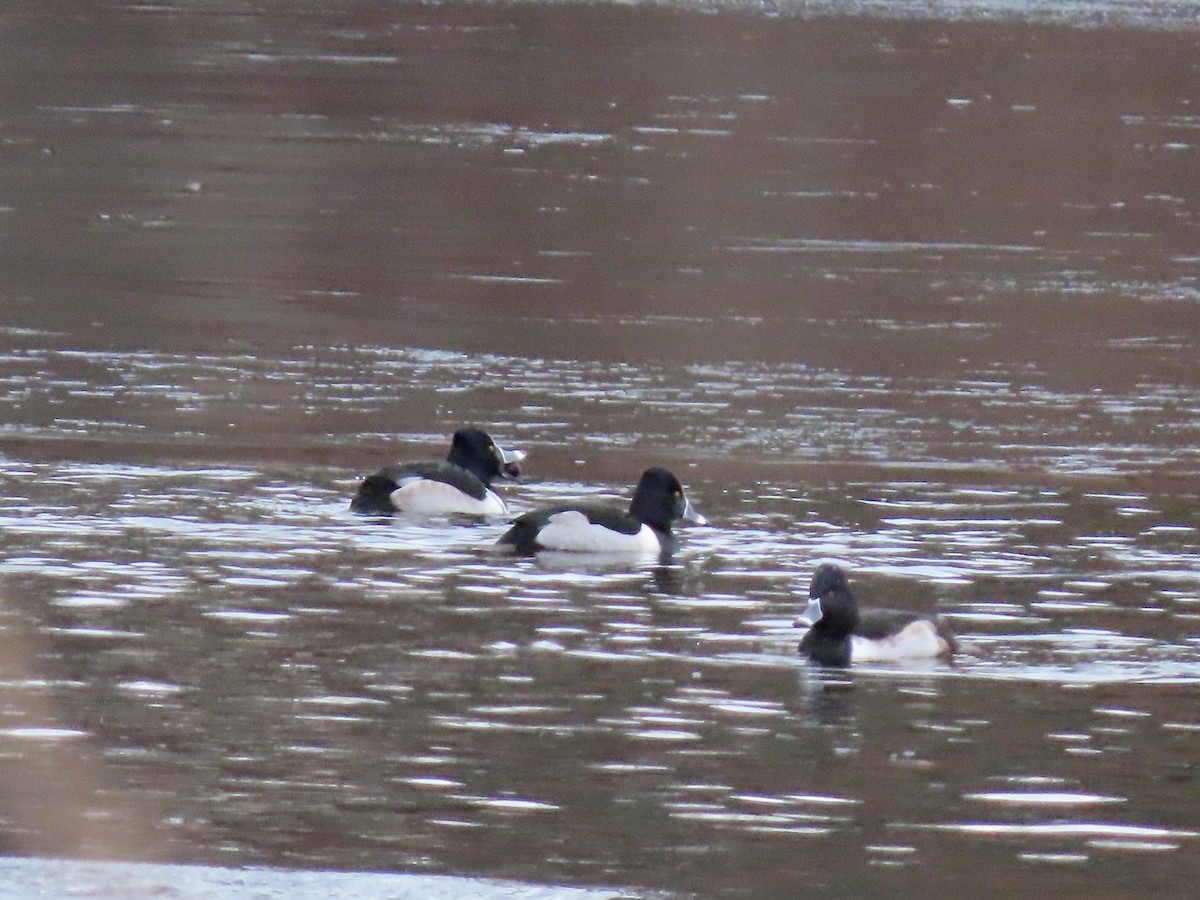 Ring-necked Duck - ML297445421