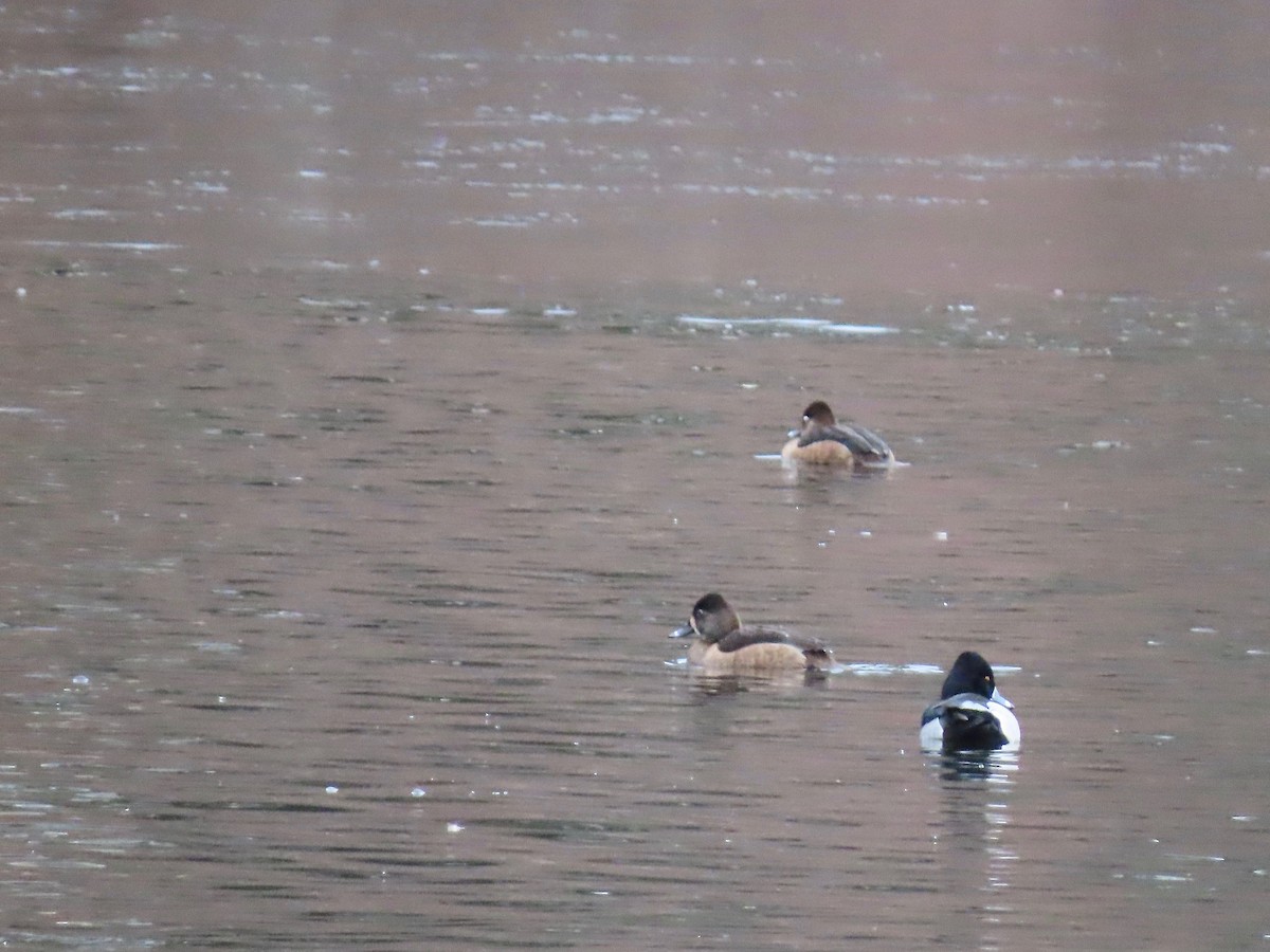 Ring-necked Duck - ML297445431