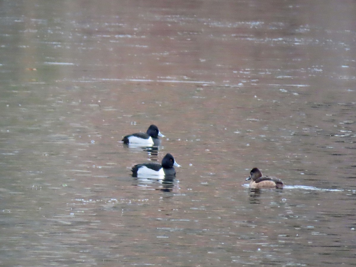 Ring-necked Duck - ML297445441