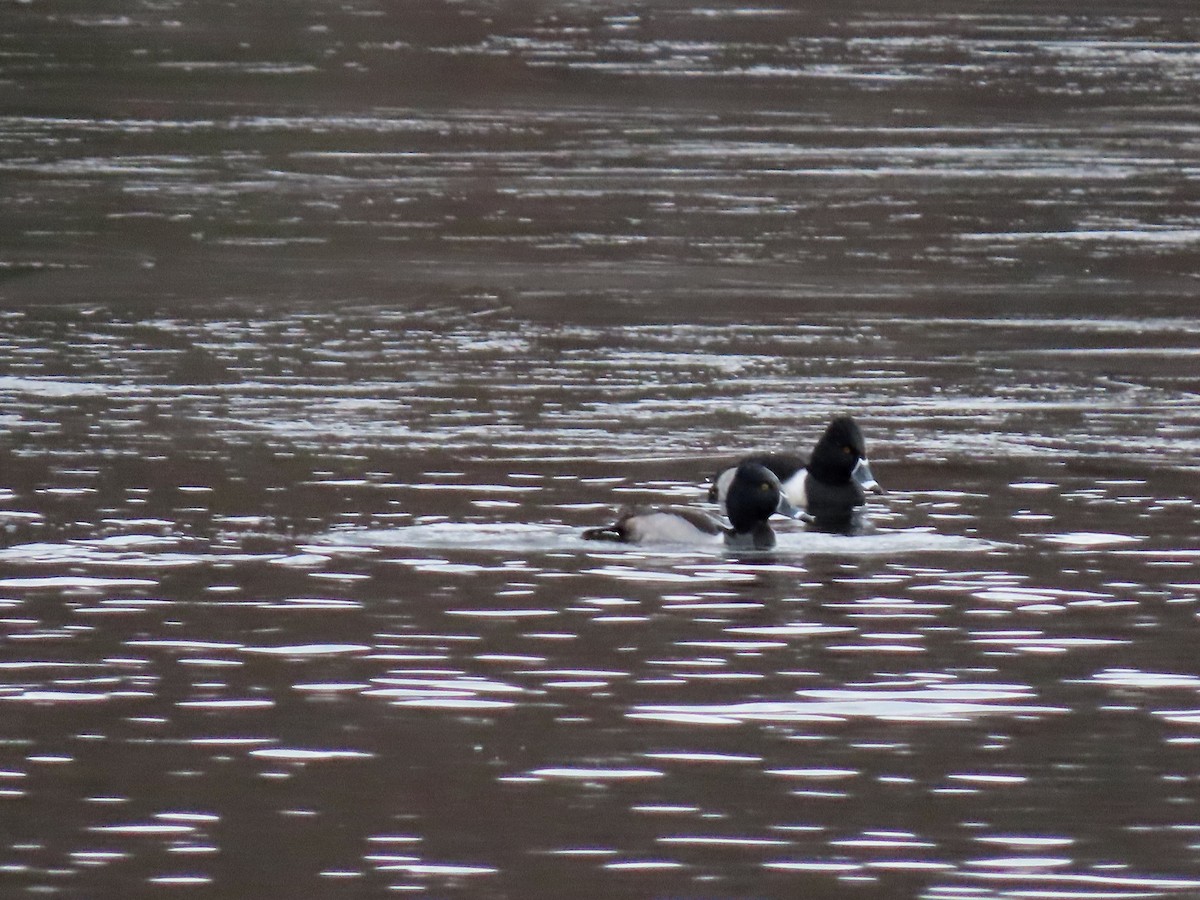 Ring-necked Duck - ML297445461