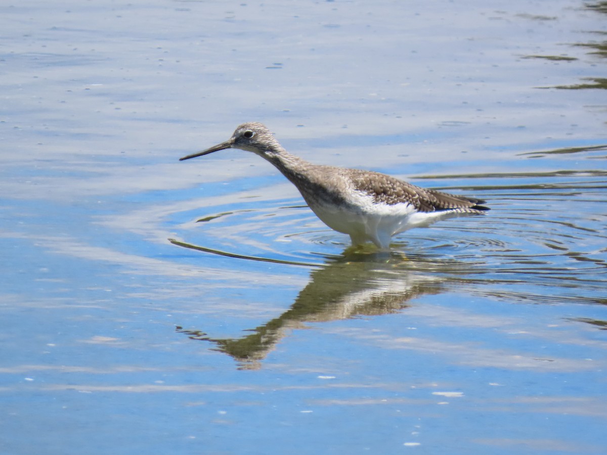 Greater Yellowlegs - ML297446341