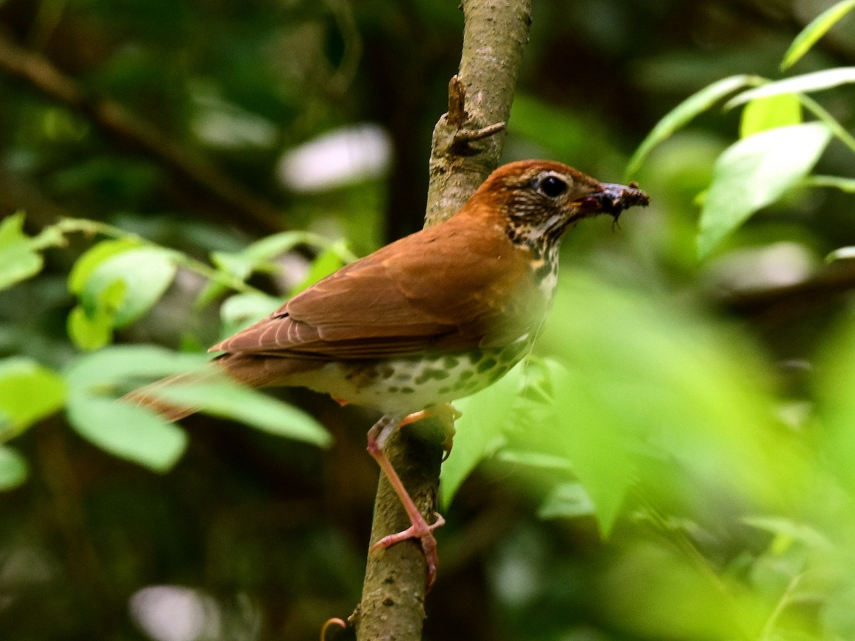 Wood Thrush - ML29744651