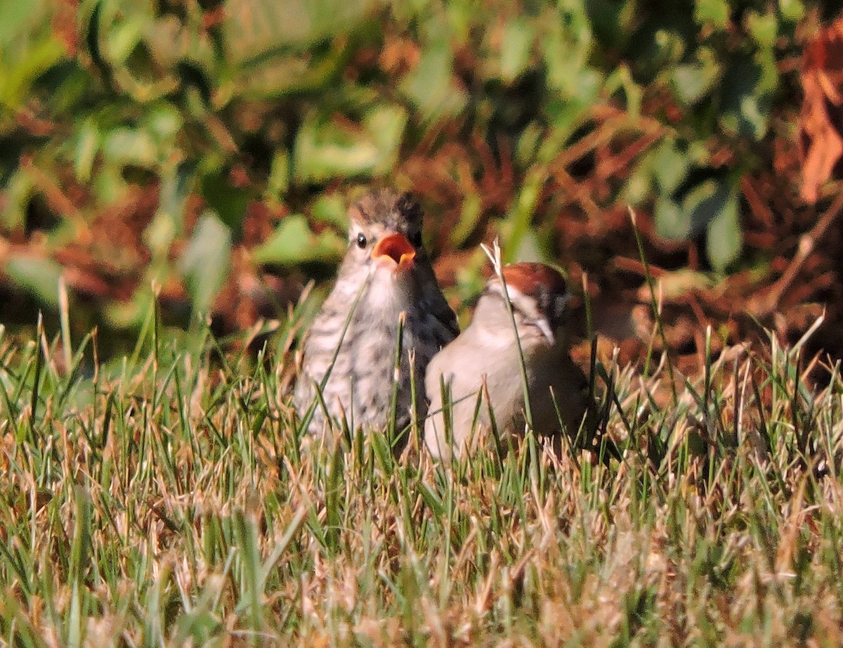 Chipping Sparrow - S. K.  Jones