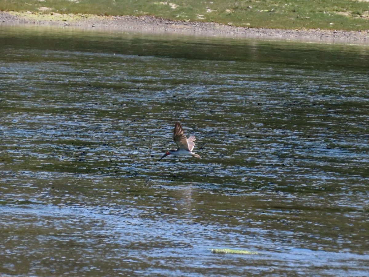 Black Skimmer - ML297446741