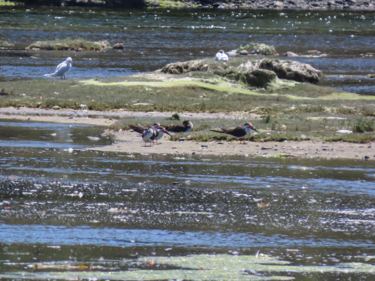 Black Skimmer - ML297446811