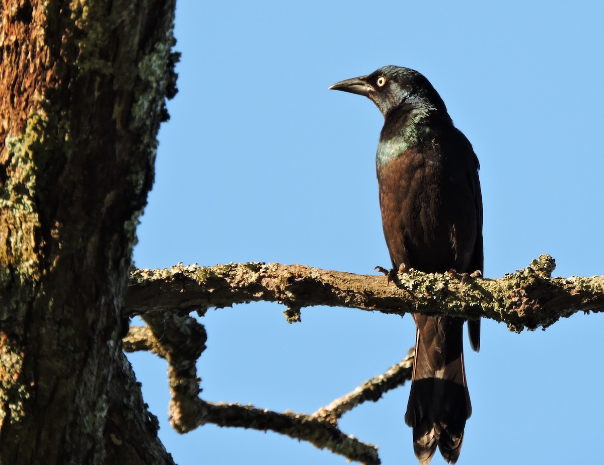 Common Grackle - ML29744701