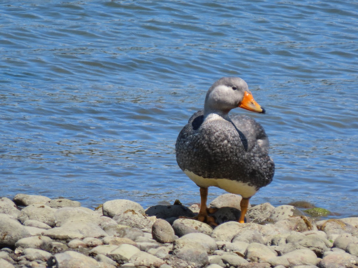 Flightless Steamer-Duck - ML297447501