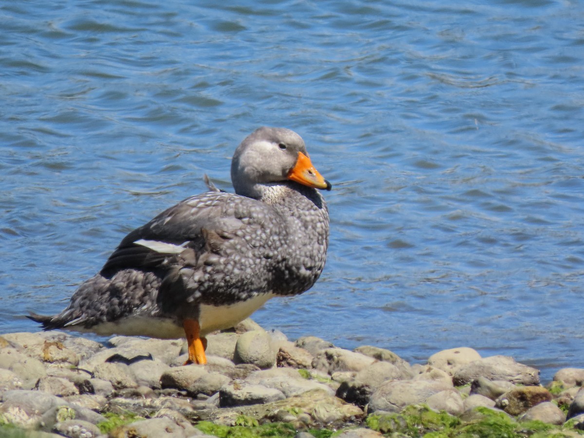 Flightless Steamer-Duck - ML297447541