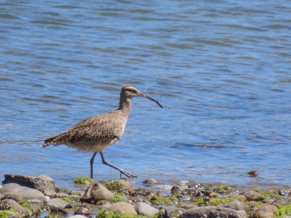 Regenbrachvogel - ML297447691