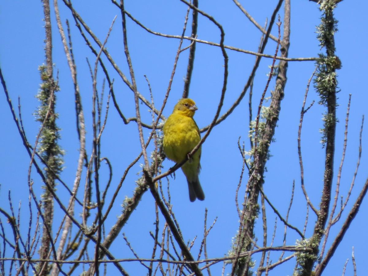 Saffron Finch - ML297447871