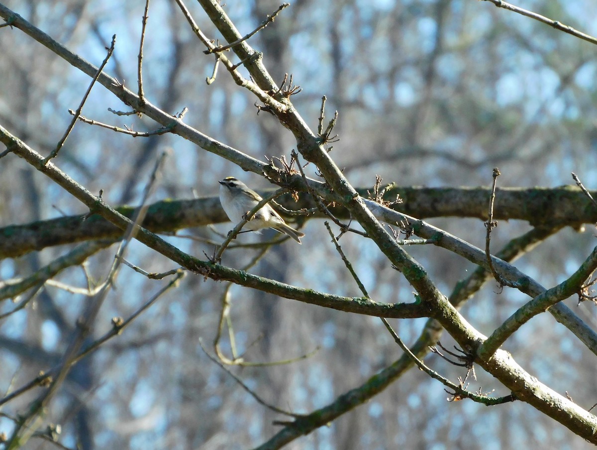 Golden-crowned Kinglet - ML297448021