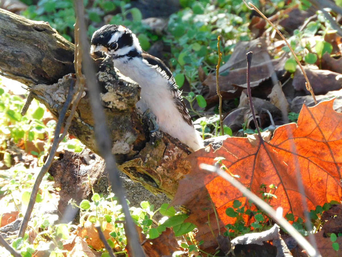 Downy Woodpecker - ML297448211