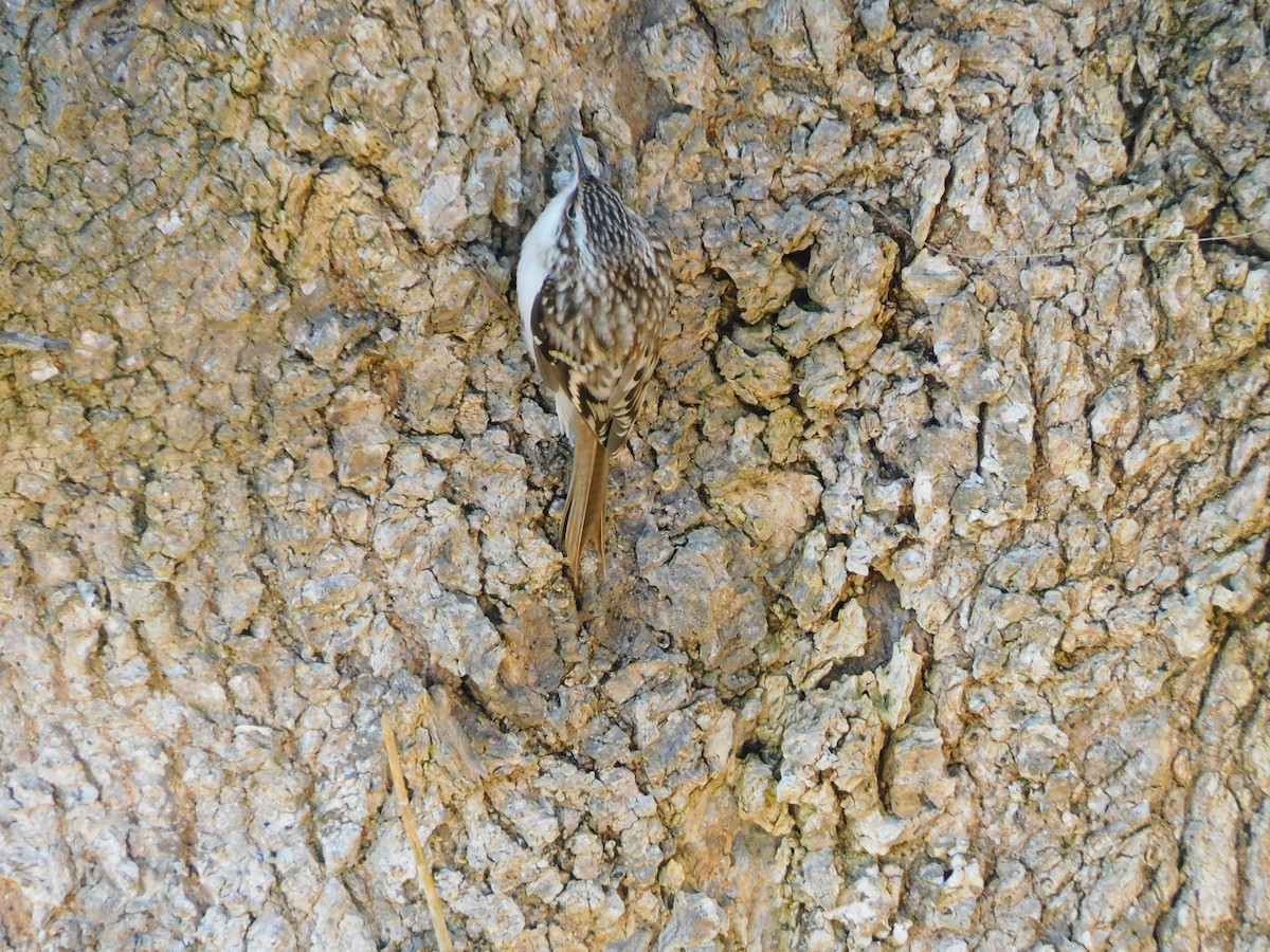 Brown Creeper - ML297448381