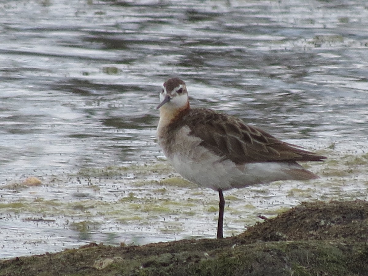 Wilson's Phalarope - ML29744951