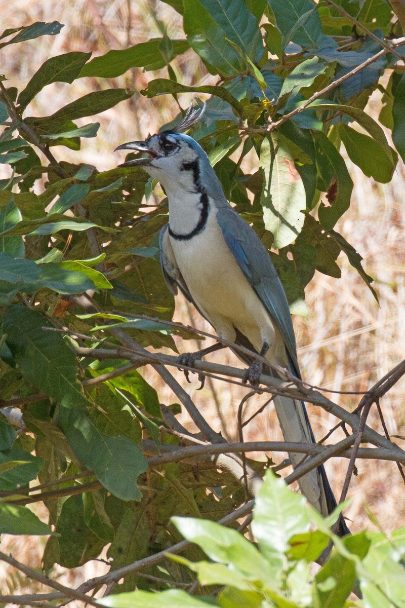 White-throated Magpie-Jay - ML297449641