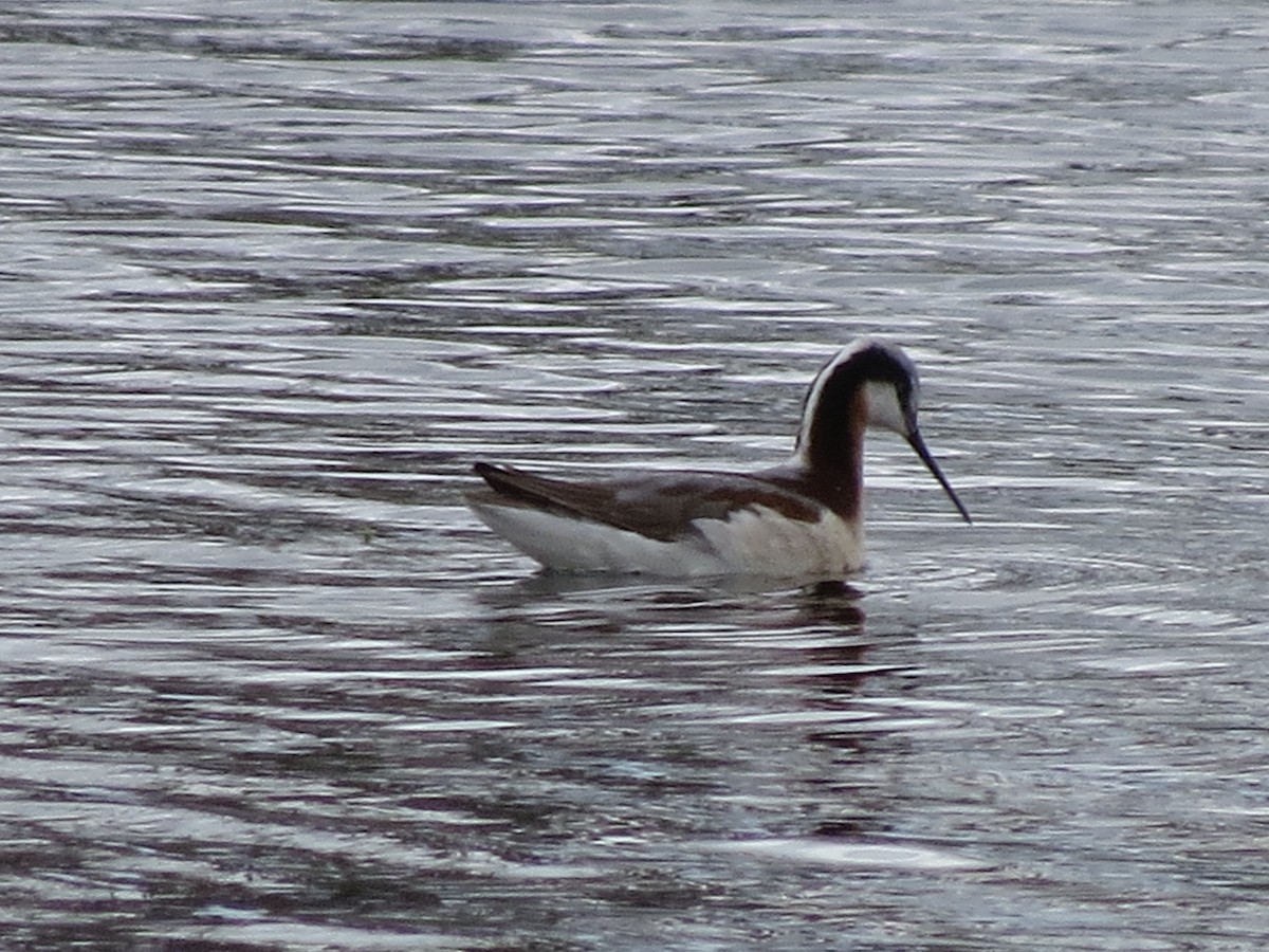 Wilson's Phalarope - ML29744991