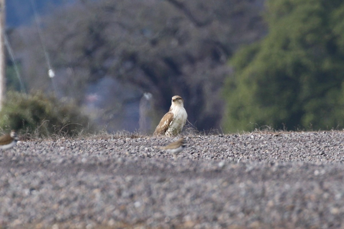 Ferruginous Hawk - Steven Prochter