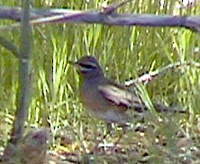 Eyebrowed Thrush - ML29745481