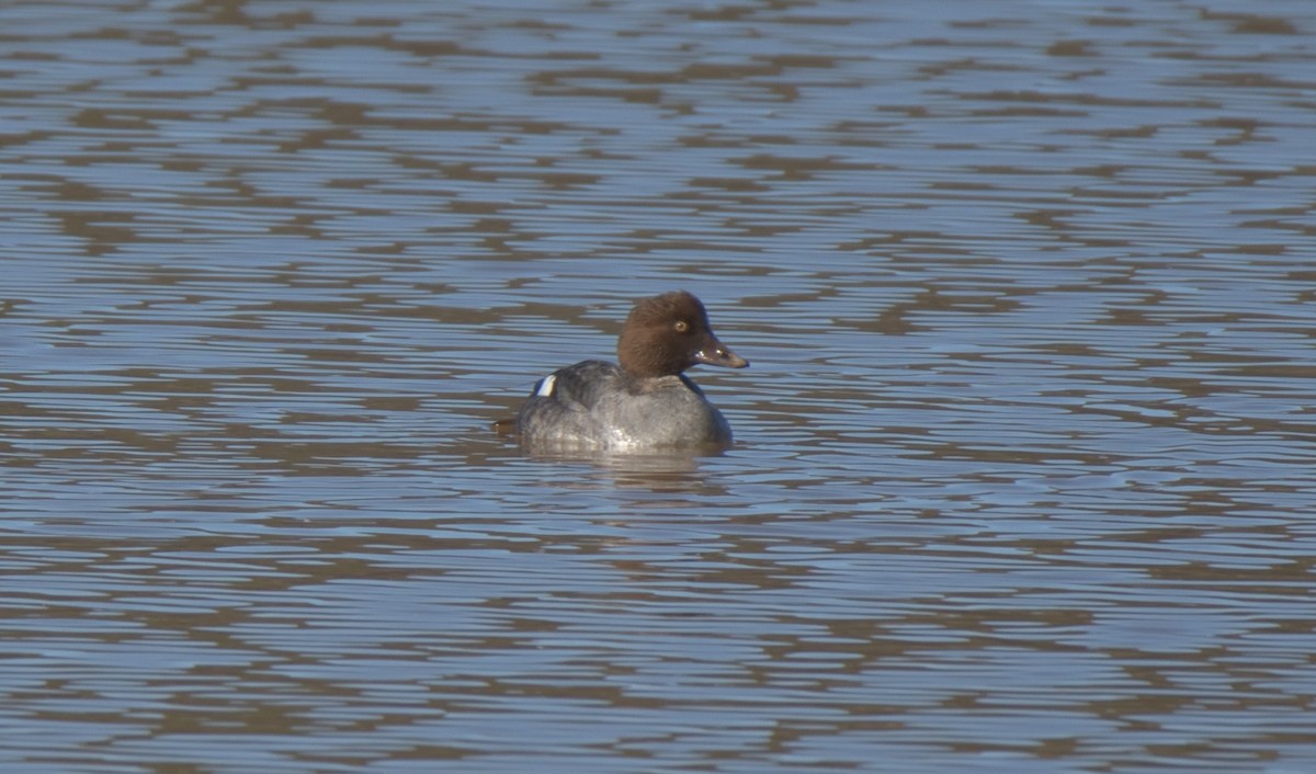 Common Goldeneye - ML297455371