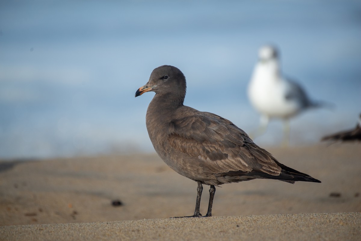 Heermann's Gull - ML297461121
